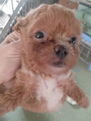 Chó Poodle nâu sữa hơn 2 tháng