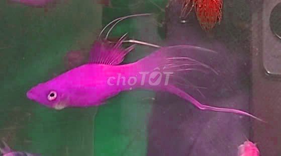 Cá song đơn huyết kiếm Đỏ 3-4cm. Mua bán Thú cưng khác tại Thành phố Thái Bình Thái Bình được đăng bởi Hồ Tiến hình 1