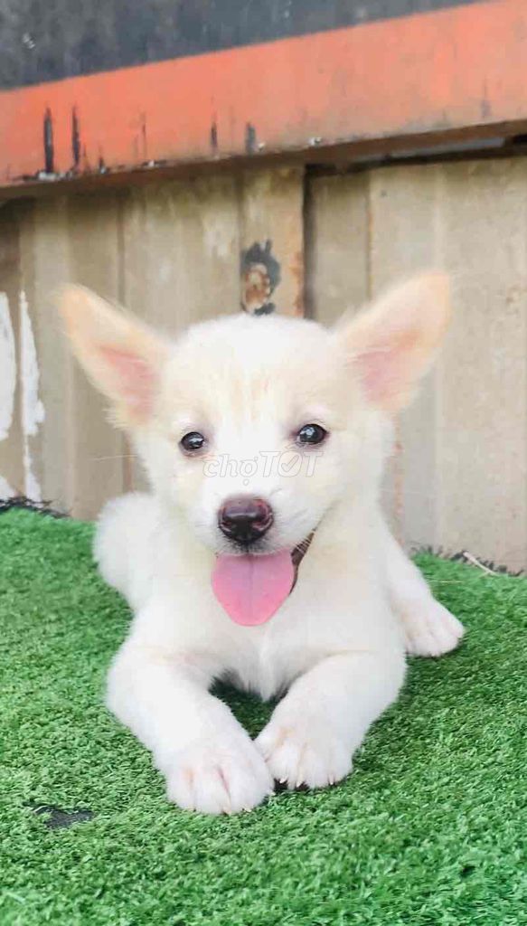 Chó Nhật lai Phốc 2 tháng tuổi. Mua bán Chó tại Huyện Bình Chánh Tp Hồ Chí Minh được đăng bởi trung Dũng hình 1