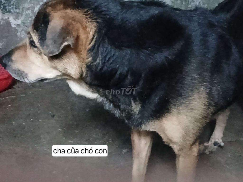 Chó con lai. Mua bán Chó tại Quận 12 Tp Hồ Chí Minh được đăng bởi Nguyễn Thị Thanh Trúc hình 6