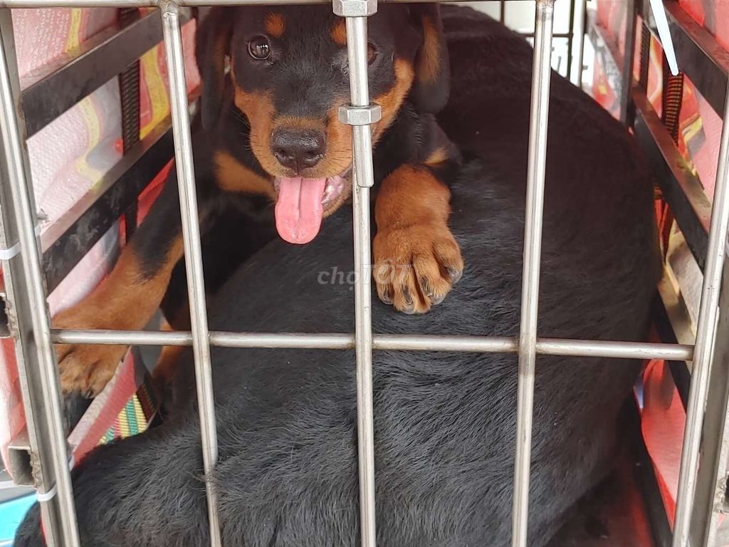 Rottweiler.Thuần.Q12