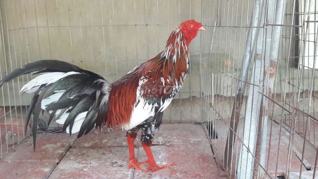 Gà nòi 3kg. Mua bán Gà tại Huyện Long Hồ Vĩnh Long được đăng bởi BA KHOA hình 1