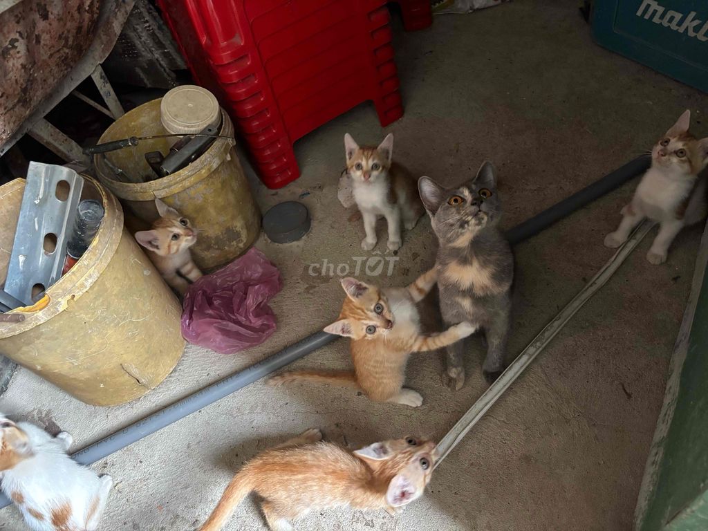 Mèo con Vàng, tam thể Đực, cái Khỏe mạnh. Mua bán Mèo tại Huyện Gò Dầu Tây Ninh được đăng bởi Trí Thông hình 1