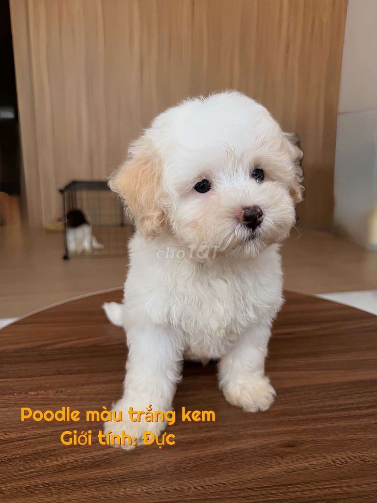 Chó Poodle Đực Trắng Kem Đã Tiêm Phòng. Mua bán Chó tại Thành phố Trà Vinh Trà Vinh được đăng bởi Minh Phú hình 1