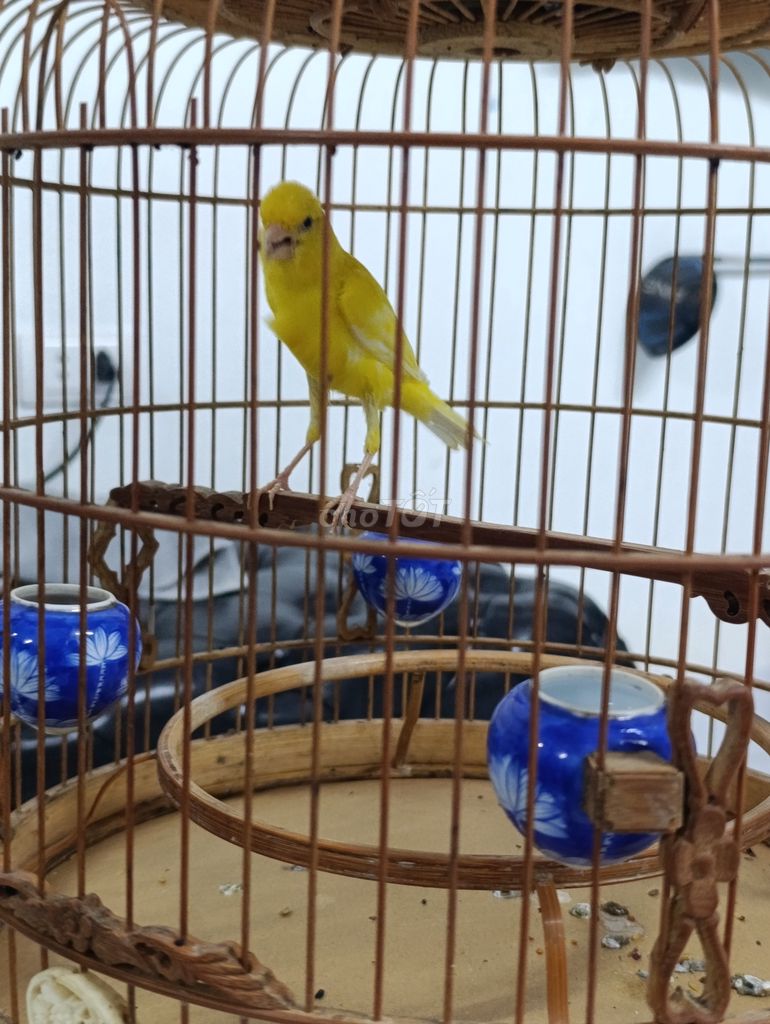 Bán Hoàng yến. Mua bán Chim tại Huyện Thanh Trì Hà Nội được đăng bởi Vương Trần Bá hình 1