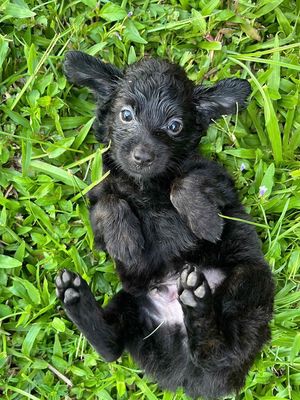 Tìm ba mẹ mới cho em Poodle đẹp trai. Mua bán Chó tại Quận Hải Châu Đà Nẵng được đăng bởi Trâm Nguyễn