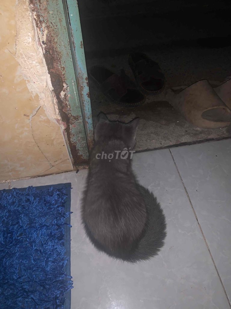 Mèo anh lông ngắn màu xám 3 tháng 1kí hơn