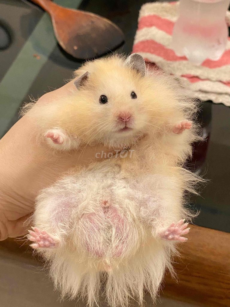 Hamster tạng trung giới tính đực