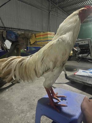 gà tơ đang thay lông gà con. Mua bán Gà tại Thành phố Bến Tre Bến Tre được đăng bởi Cám Chim Huy Bảo