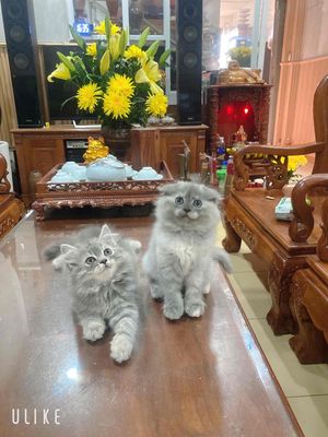 Mèo ALD cái màu xám