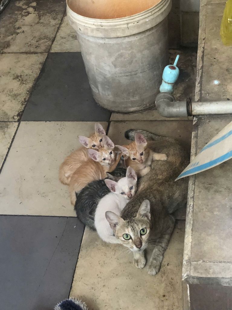 Mèo con nhiều màu. Mua bán Mèo tại Quận Tân Bình Tp Hồ Chí Minh được đăng bởi Dương Ân Tình hình 1