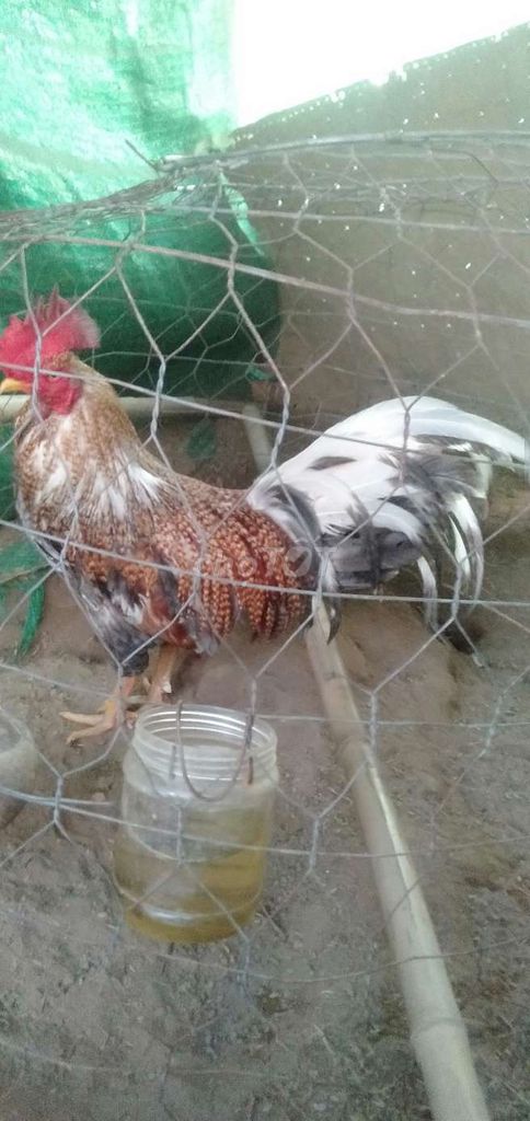 2,5 kg tơ zin tay tốt không nhận tin nhắn. Mua bán Gà tại Huyện Phong Điền Cần Thơ được đăng bởi Ký cần Thơ  hình 1