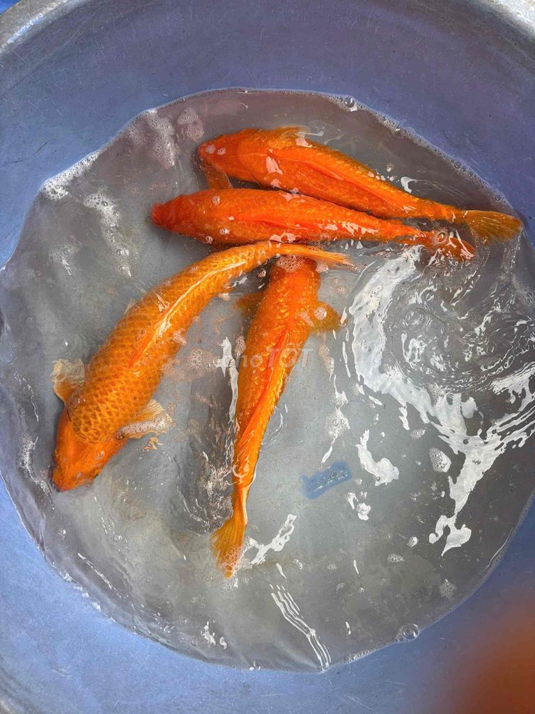 Cá Koi Cam 45cm. Mua bán Thú cưng khác tại Quận Gò Vấp Tp Hồ Chí Minh được đăng bởi Hanh Ngoc Hanh hình 1