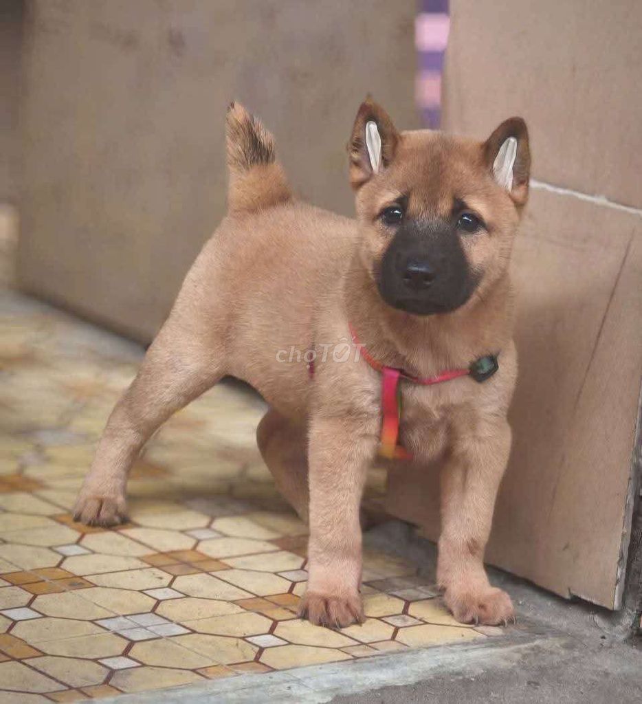 Chó Mông cộc Cái Vàng 2 tháng. Mua bán Chó tại Quận Gò Vấp Tp Hồ Chí Minh được đăng bởi Lan Phương hình 1