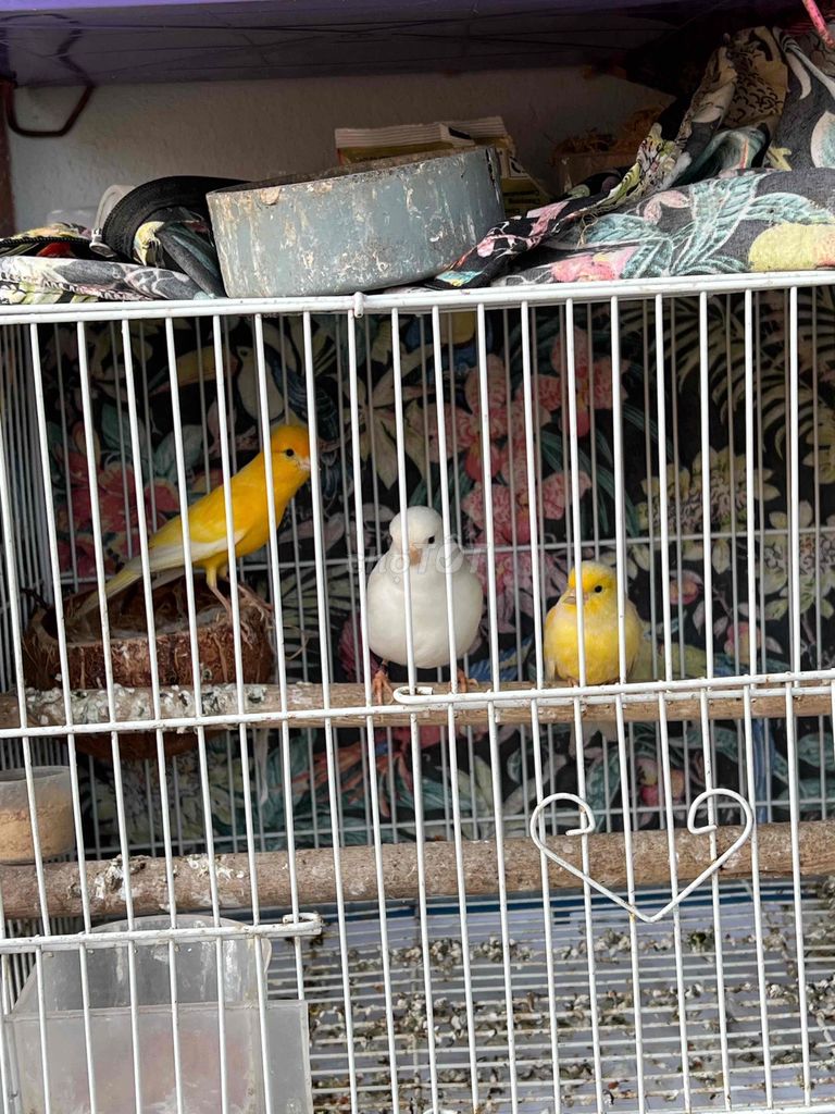 có e bạch yến cần ra đi. Mua bán Chim tại Huyện Đông Anh Hà Nội được đăng bởi Manh Chipi hình 1