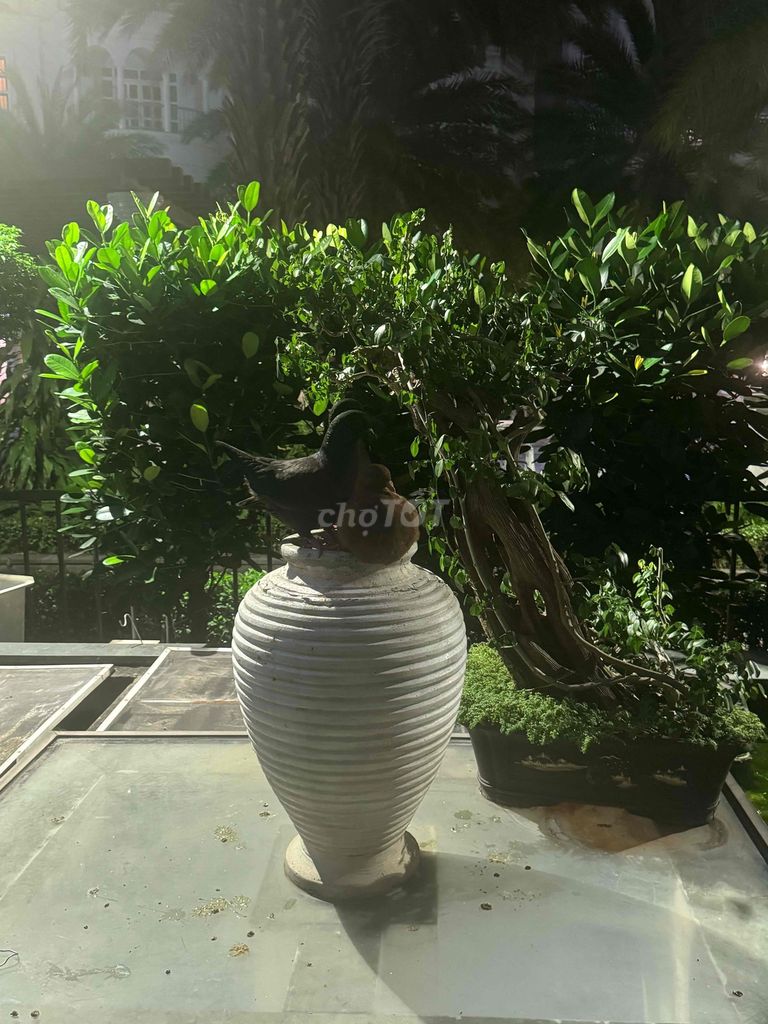 Chim cảnh Kinh Hà Lan Đen ánh xanh giọng hay. Mua bán Chim tại Huyện Mỹ Xuyên Sóc Trăng được đăng bởi a hồ hình 1