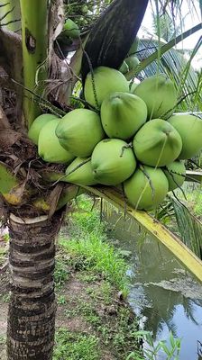 Dừa xiêm xanh tươi ngon. Mua bán Đồ ăn, thực phẩm và các loại khác tại Thành phố Bến Tre Bến Tre được đăng bởi Quà Quê Dừa