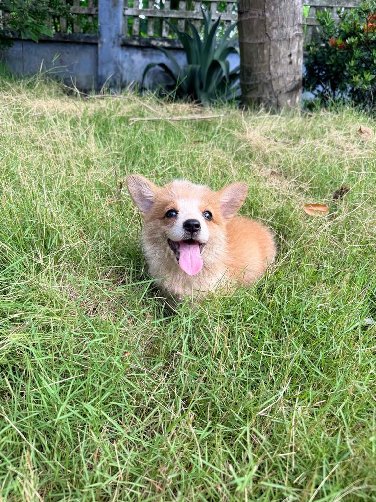 Chó Corgi Đực Cái Vàng Trắng Đen Trắng. Mua bán Chó tại Huyện Cao Lãnh Đồng Tháp được đăng bởi Trại chó An Khang hình 1