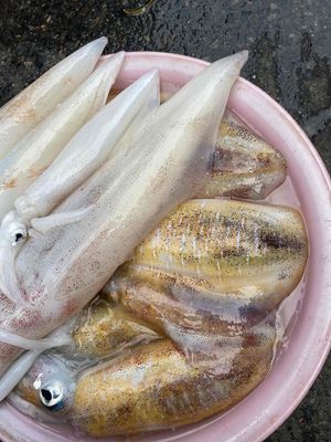 Mực lá, mực ống tươi sống. Mua bán Đồ ăn, thực phẩm và các loại khác tại Quận 4 Tp Hồ Chí Minh được đăng bởi TIỆM NHÀ MÍT