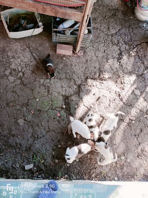 Chó cỏ toàn cái