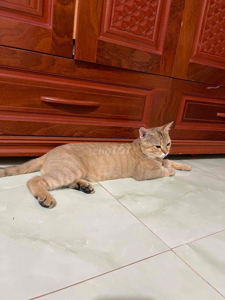 MÈO LAI GOLDEN MÀU VÀNG