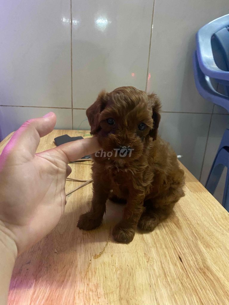 Chó poodle màu nâu 1 tháng tuổi