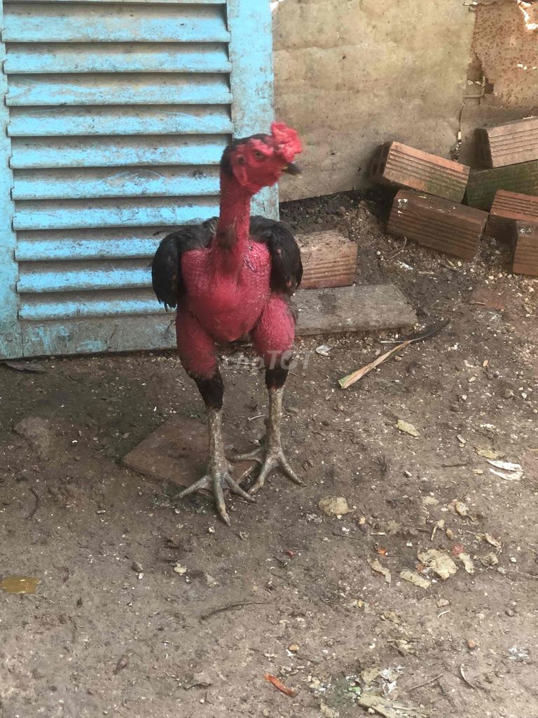 Gà trống đòn 4kg
