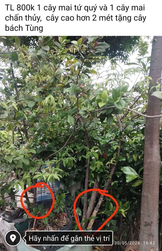 Mai tứ quý cao 2 mét. Mua bán Cây cảnh, đồ trang trí tại Quận Bình Thạnh Tp Hồ Chí Minh được đăng bởi Loan Nguyễn  hình 1