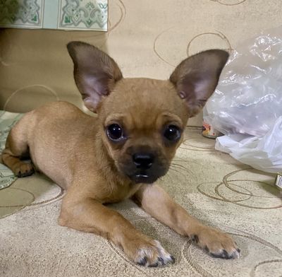 Bé Chihuahua Pub tếu, lanh lẹ, đáng yêu