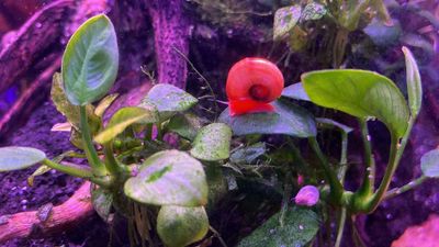 10 con ốc táo đỏ thủy sinh diệt rêu hại