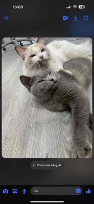 Tuxedo qua Tết đón, bố Ragdoll, mẹ Xx bao đẹp