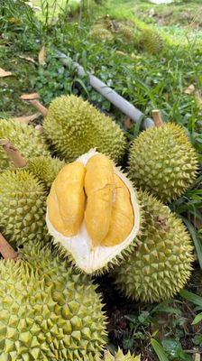 Sầu riêng Ri6 chín vườn nhà Bến Tre.. Mua bán Đồ ăn, thực phẩm và các loại khác tại Huyện Bình Chánh Tp Hồ Chí Minh được đăng bởi Nhật Khoa hình 1