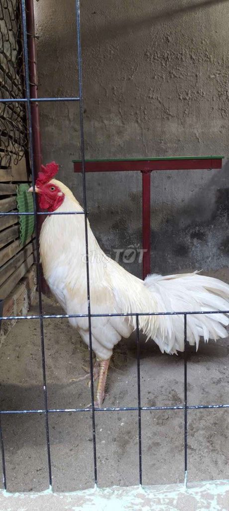 Gà Trắng mới lên 3kg Đực. Mua bán Gà tại Huyện Củ Chi Tp Hồ Chí Minh được đăng bởi Ròm hình 1