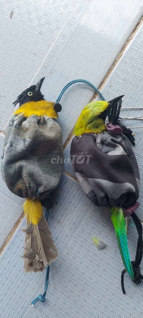 Chim chào mào núi. Mua bán Chim tại Thành phố Thủ Đức Tp Hồ Chí Minh được đăng bởi Quyền  hình 1