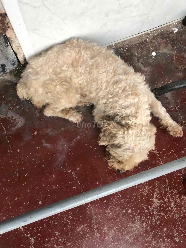 Chó cảnh cái 6 tháng vàng kem. Mua bán Chó tại Huyện Kim Sơn Ninh Bình được đăng bởi Hoat Tran hình 1