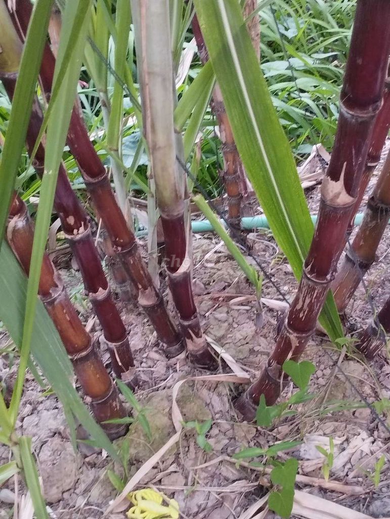 Cây mía giống Thanh Diệu Vĩnh Long. Mua bán Đồ chuyên dụng, Giống nuôi trồng tại Huyện Long Hồ Vĩnh Long được đăng bởi Thanh Sang hình 1