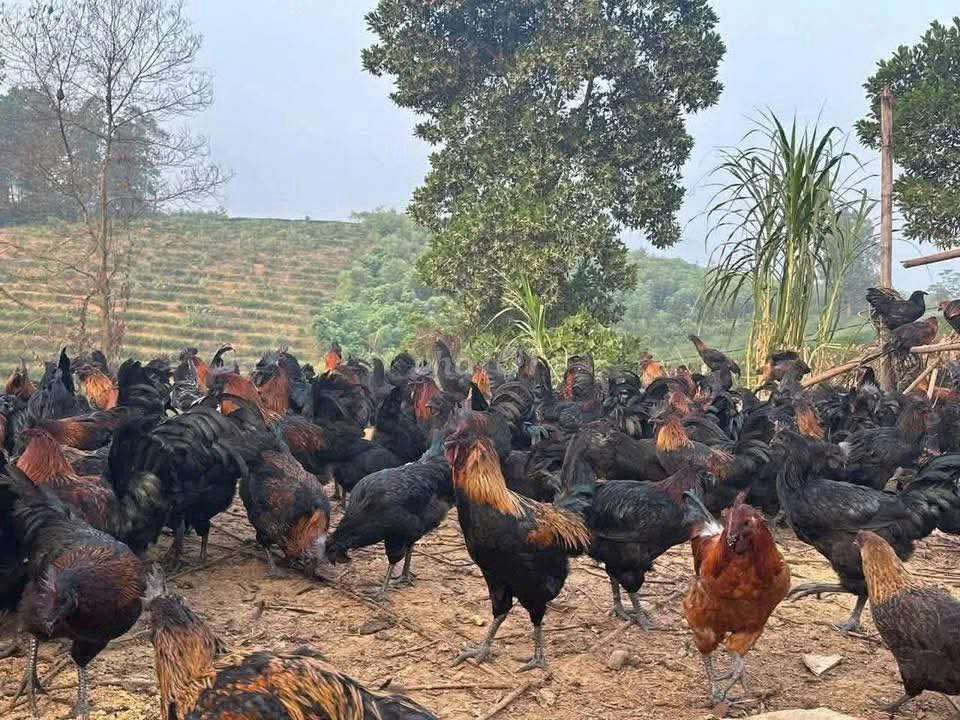 Gà Hmong Thụy Phương. Mua bán Gà tại Quận Long Biên Hà Nội được đăng bởi tổng kho gia dụng  hình 1