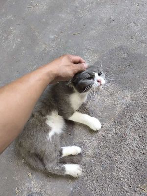 Mèo anh lông ngắn. Mua bán Mèo tại Huyện Quảng Điền Thừa Thiên Huế được đăng bởi Bao