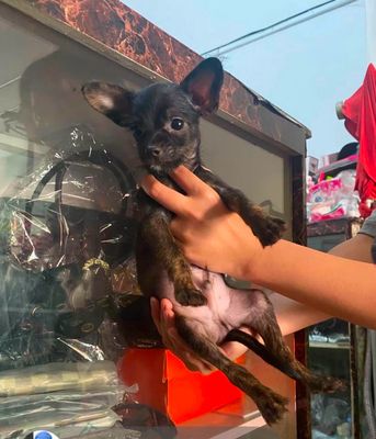 Chó chihuahua màu đen nhỏ xíu lanh lợi. Mua bán Chó tại Quận Tân Bình Tp Hồ Chí Minh được đăng bởi My Nguyễn