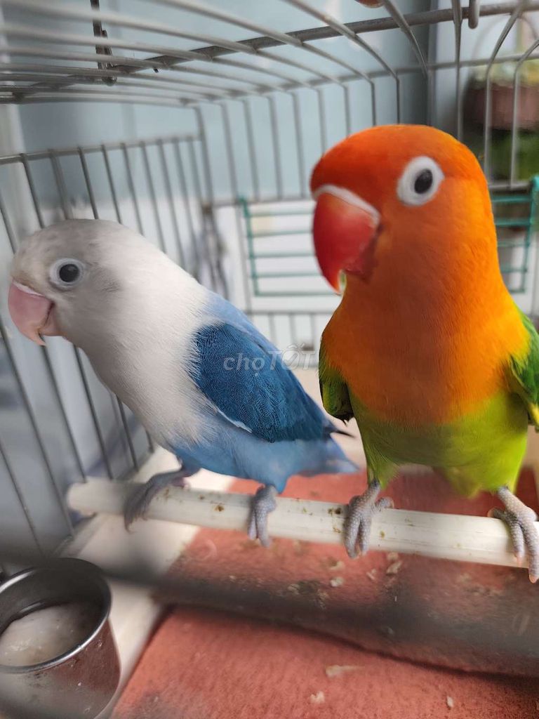 Cặp vẹt lovebirds có viền ghép ss. Mua bán Chim tại Huyện Hóc Môn Tp Hồ Chí Minh được đăng bởi Hiển Lê hình 1