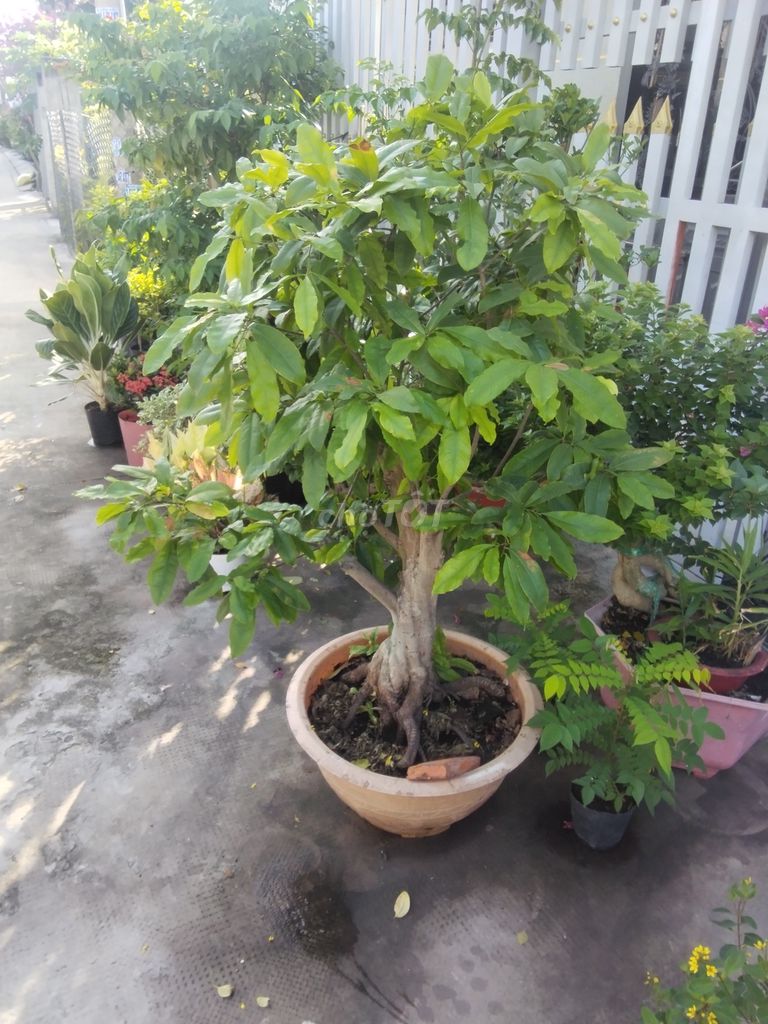 Mai vàng 8-12 cánh 1m3 30cm. Mua bán Cây cảnh, đồ trang trí tại Huyện Đức Huệ Long An được đăng bởi May Test hình 1