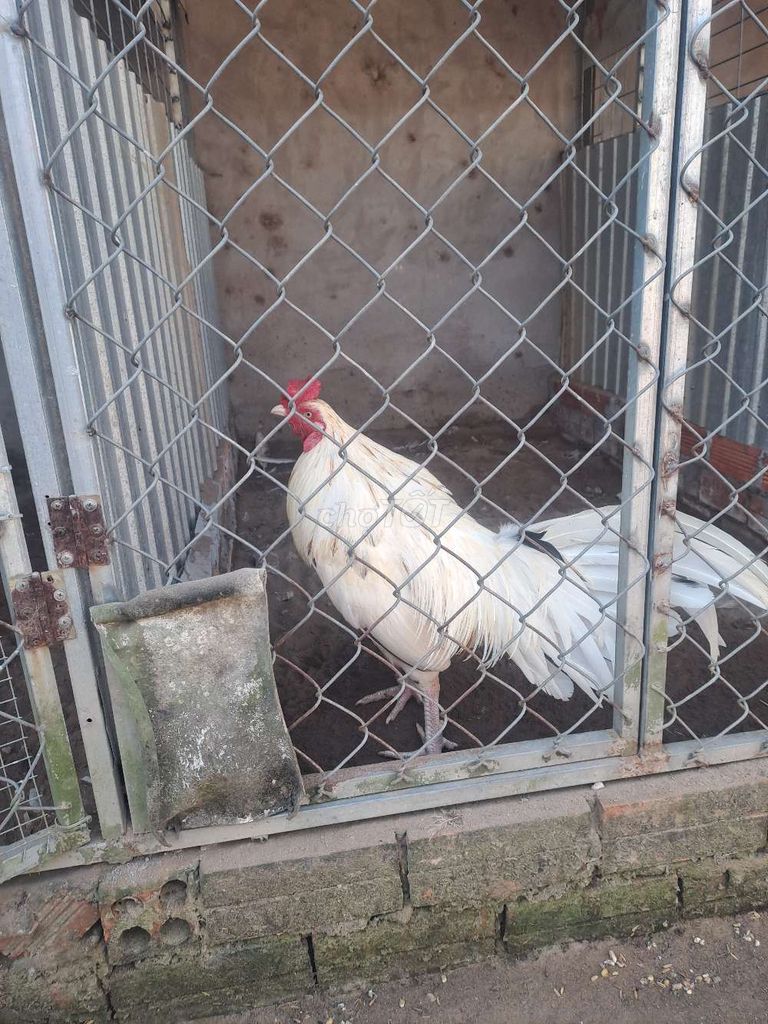 Gà Trắng 11 tháng 3.1kg. Mua bán Gà tại Huyện Vĩnh Thạnh Cần Thơ được đăng bởi Phạm Quý hình 1