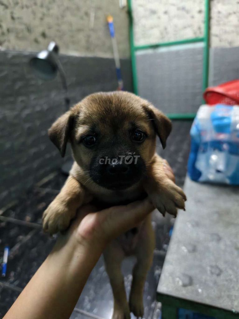 Chó Poodle Nâu Cả Hai. Mua bán Chó tại Quận Tân Phú Tp Hồ Chí Minh được đăng bởi Nguyễn Tấn Vinh hình 1