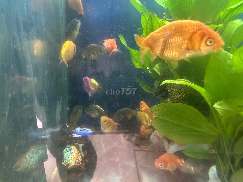 Cá Ranchu nhỏ-20k/con. Mua bán Thú cưng khác tại Quận 12 Tp Hồ Chí Minh được đăng bởi Cá Cảnh Sài Gòn Giá Sĩ  hình 3