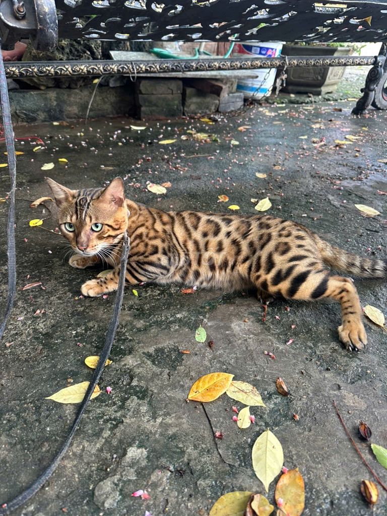Mèo Bengal và Mèo anh