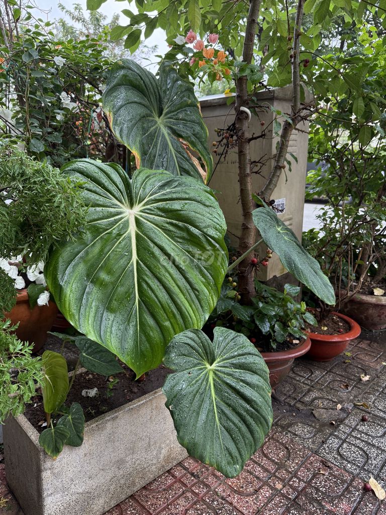 Kiểng lá Philodendron McDowell lá to 50cm