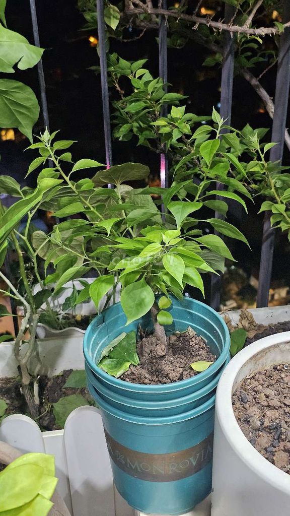 Hoa giấy Mỹ rễ khỏe lá xum xuê. Mua bán Cây cảnh, đồ trang trí tại Quận Đống Đa Hà Nội được đăng bởi Trọng hình 1