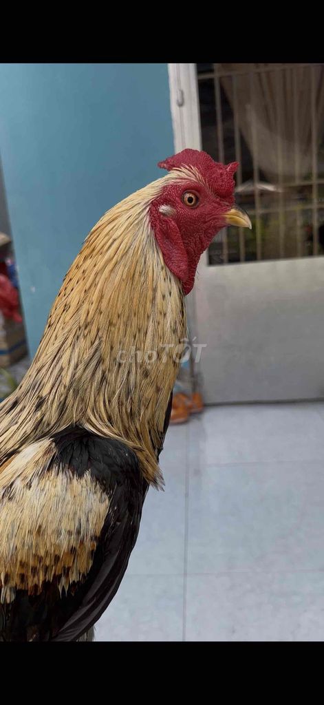 Chia lại đam mê cho ae 3ky1 3ky2. Mua bán Gà tại Huyện Nhà Bè Tp Hồ Chí Minh được đăng bởi Ty hình 1