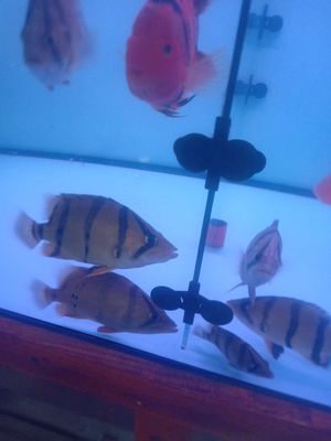 Cá hổ Bắc Thái 20-22 cm