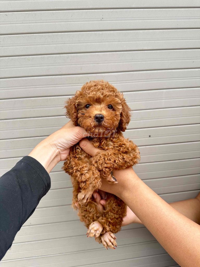 Chó Poodle đực 2 tháng. Mua bán Chó tại Quận Cầu Giấy Hà Nội được đăng bởi Trần Thị Kim Thoa hình 1
